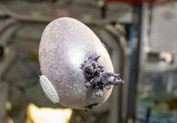 Почти как в «Марсианине»: астронавт NASA вырастил на МКС картошку и назвал ее «Спудник»