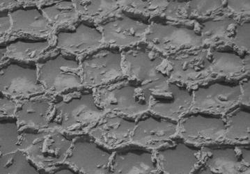 Curiosity опроверг орбитальные данные: «гладкий» участок Марса оказался покрыт полигональными структурами
