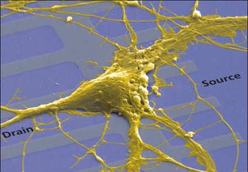 Rat Nerve Cell Pings Computer Chip