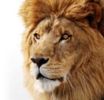 Apple представила Mac OS X 10.7 Lion и онлайновый магазин приложений Mac App Store