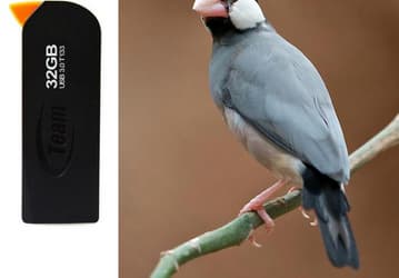 Создатели флэшки Team T133 Java Sparrow UFD вдохновлялись внешним видом рисовки