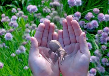 Компания Magic Leap собрала уже 2 млрд долларов инвестиций для своего проекта «кинематографической реальности»