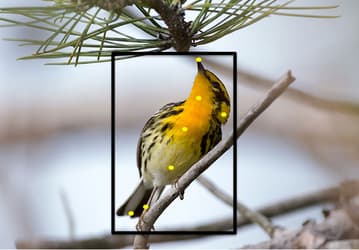 В Корнельском университете создана программа, распознающая птиц на фотографиях