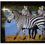 В Японии создана 81-дюймовая панель OLED 8K 