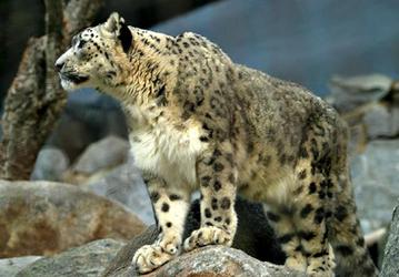 Mac OS X 10.6 получит имя Snow Leopard?