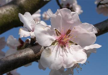 Sony Ericsson выпустит 7-мегапиксельный камерофон?