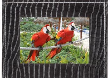 Parrot: первая в мире фоторамка с поддержкой MMS