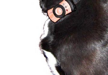 Мобильный телефон для собак PetsMobility PetCell