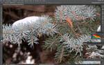 Зеркальная фотокамера Canon EOS 7D Mark II, флагман зеркалок APS-C:, фото 97