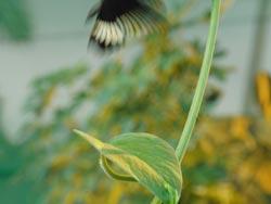 Casio Exilim EX-FH20, фото 19