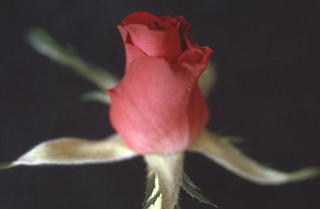 Epson Perfection 4990 Photo