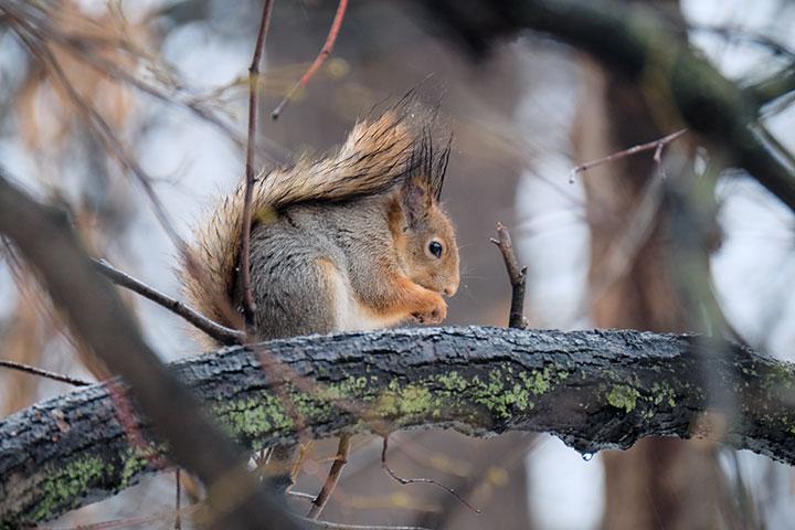 Объектив Fujinon XF100-400mm F4.5-5.6 R LM OIS WR:, фото 29