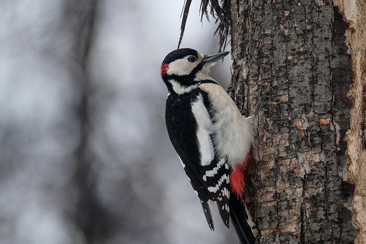 Объектив Fujinon XF100-400mm F4.5-5.6 R LM OIS WR:, фото 30