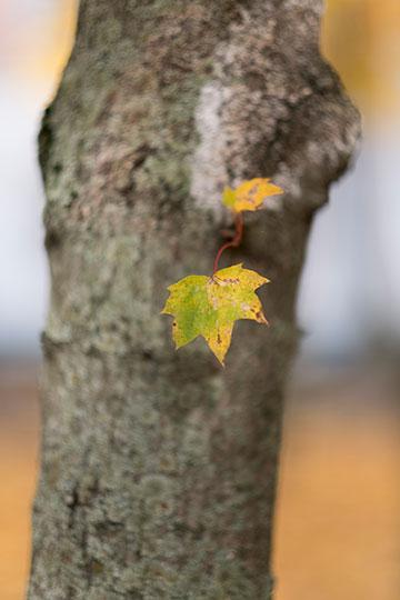 Объективы Fujinon XF 56mm F1.2 R и Fujinon XF 56mm F1.2 R APD:, фото 17
