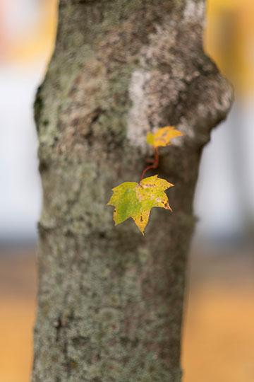 Объективы Fujinon XF 56mm F1.2 R и Fujinon XF 56mm F1.2 R APD:, фото 18