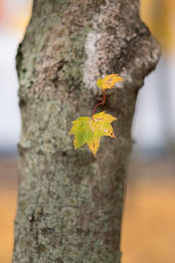 Объективы Fujinon XF 56mm F1.2 R и Fujinon XF 56mm F1.2 R APD:, фото 19