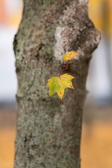 Объективы Fujinon XF 56mm F1.2 R и Fujinon XF 56mm F1.2 R APD:, фото 20
