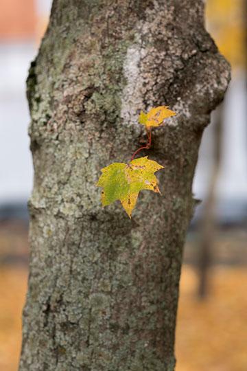 Объективы Fujinon XF 56mm F1.2 R и Fujinon XF 56mm F1.2 R APD:, фото 21