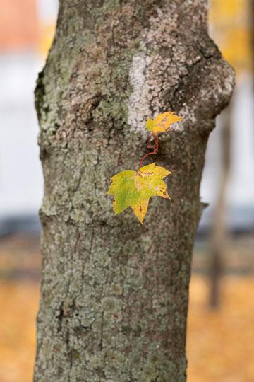 Объективы Fujinon XF 56mm F1.2 R и Fujinon XF 56mm F1.2 R APD:, фото 22
