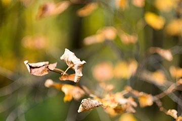Объективы Fujinon XF 56mm F1.2 R и Fujinon XF 56mm F1.2 R APD:, фото 49