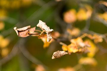 Объективы Fujinon XF 56mm F1.2 R и Fujinon XF 56mm F1.2 R APD:, фото 50