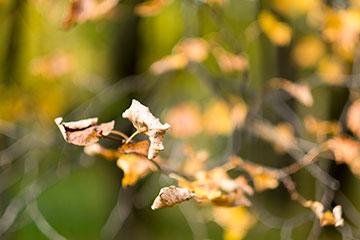 Объективы Fujinon XF 56mm F1.2 R и Fujinon XF 56mm F1.2 R APD:, фото 53