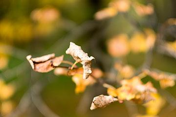 Объективы Fujinon XF 56mm F1.2 R и Fujinon XF 56mm F1.2 R APD:, фото 54