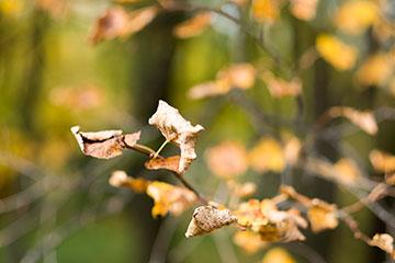 Объективы Fujinon XF 56mm F1.2 R и Fujinon XF 56mm F1.2 R APD:, фото 57