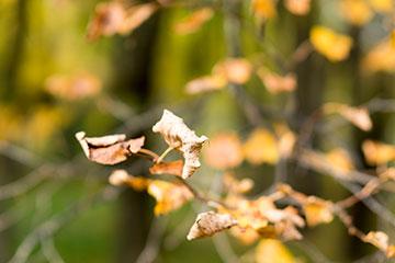 Объективы Fujinon XF 56mm F1.2 R и Fujinon XF 56mm F1.2 R APD:, фото 58