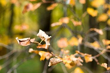 Объективы Fujinon XF 56mm F1.2 R и Fujinon XF 56mm F1.2 R APD:, фото 61