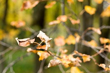 Объективы Fujinon XF 56mm F1.2 R и Fujinon XF 56mm F1.2 R APD:, фото 62