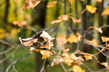 Объективы Fujinon XF 56mm F1.2 R и Fujinon XF 56mm F1.2 R APD:, фото 66