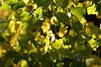 Объективы Fujinon XF 56mm F1.2 R и Fujinon XF 56mm F1.2 R APD:, фото 82