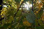 Объективы Fujinon XF 56mm F1.2 R и Fujinon XF 56mm F1.2 R APD:, фото 83