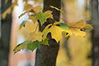 Объективы Fujinon XF 56mm F1.2 R и Fujinon XF 56mm F1.2 R APD:, фото 84