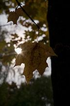 Объективы Fujinon XF 56mm F1.2 R и Fujinon XF 56mm F1.2 R APD:, фото 86