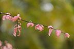 Объективы Fujinon XF 56mm F1.2 R и Fujinon XF 56mm F1.2 R APD:, фото 91