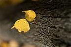 Объективы Fujinon XF 56mm F1.2 R и Fujinon XF 56mm F1.2 R APD:, фото 92