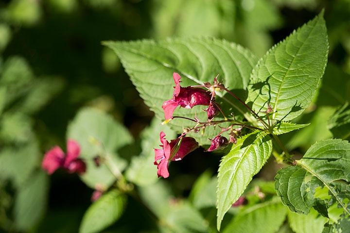 Объектив Fujinon XF 60mm F2.4 R Macro для камер Fujifilm с матрицами APS-C:, фото 19