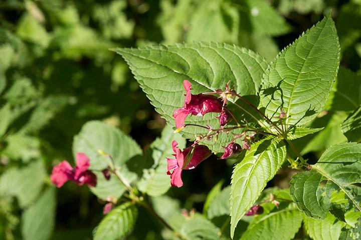 Объектив Fujinon XF 60mm F2.4 R Macro для камер Fujifilm с матрицами APS-C:, фото 21