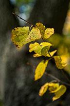 Объектив Fujinon XF 60mm F2.4 R Macro для камер Fujifilm с матрицами APS-C:, фото 37