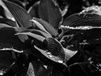 Среднеформатная цифровая беззеркальная камера Hasselblad X1D-50С:, фото 162