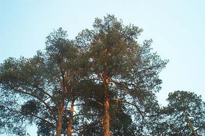 Hewlett-Packard PhotoSmart 318, фото 14