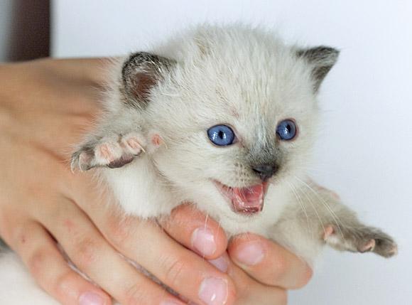 Фотосъемка котят