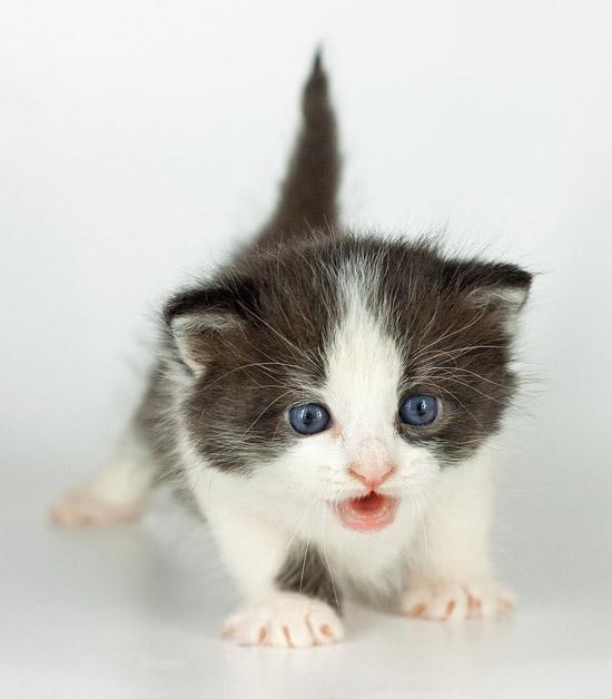 Фотосъемка котят