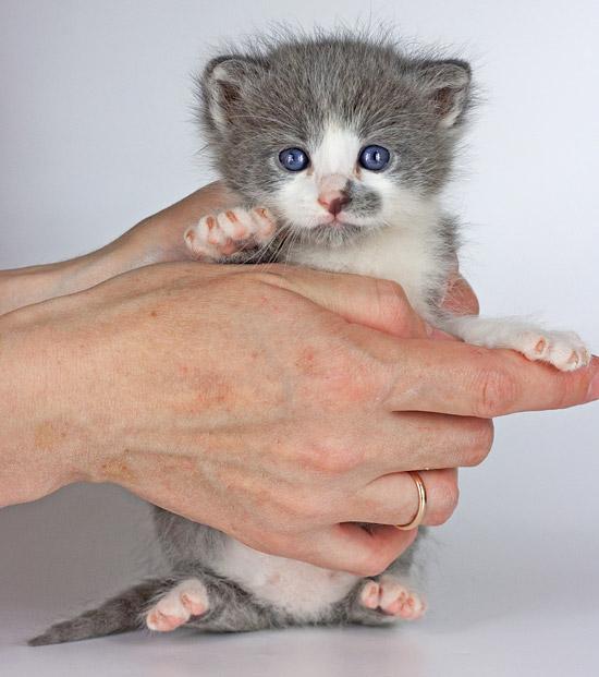 Фотосъемка котят
