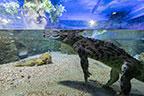 Полнокадровая зеркальная фотокамера Nikon D850:, фото 122