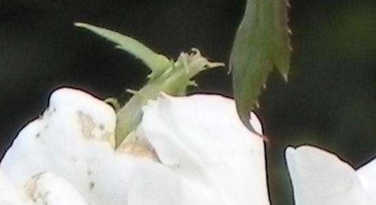 Nikon Coolpix P100, фото 23