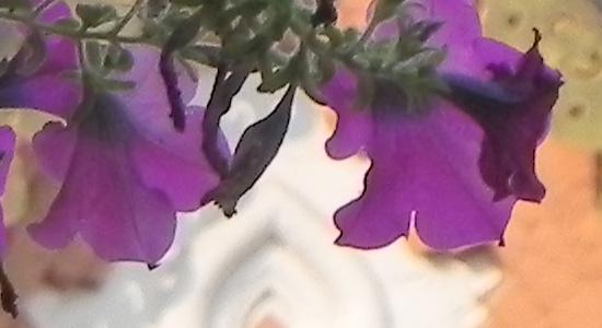 Nikon Coolpix P100, фото 25