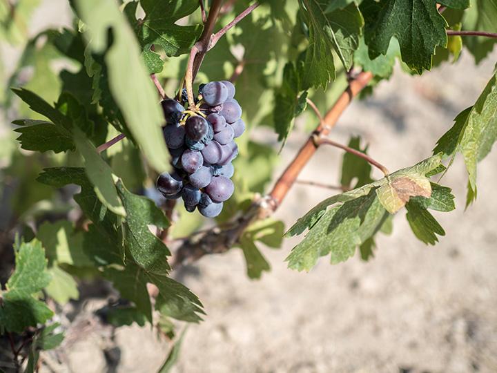Объектив Olympus M.Zuiko Digital 25mm F1.8 для фотокамер стандарта MFT (Micro Four Thirds):, фото 28